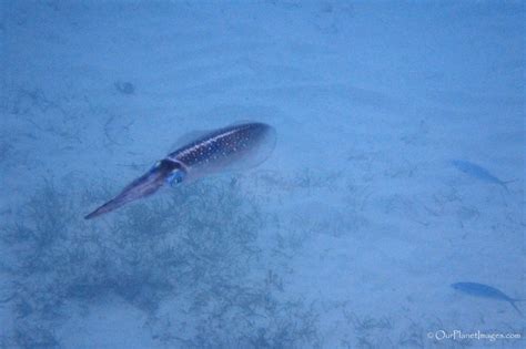 Snorkeling at Dravuni Island, Fiji