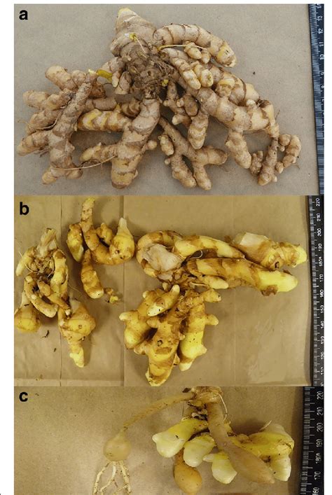 Curcuma Domestica Rhizoma