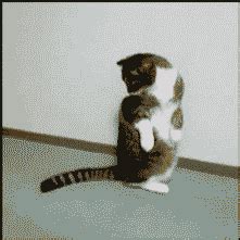 The 46 Cutest Cat GIFs Ever