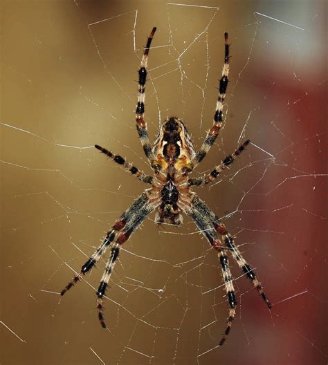 List 90 Pictures Images Of Wood Spiders Full Hd 2k 4k