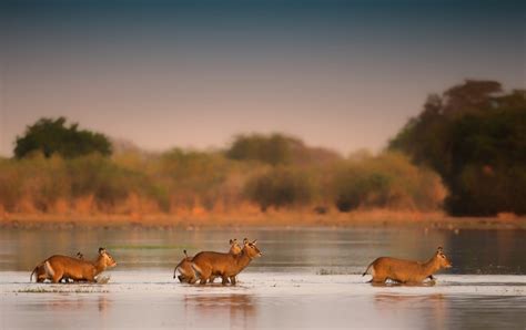 Celebrating Zakouma National Park - Africa Geographic