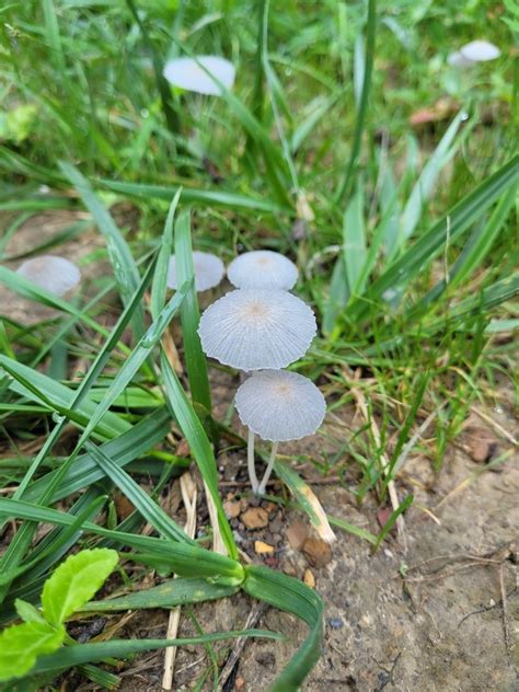 East Tennessee Identify Identifying Mushrooms Wild Mushroom Hunting