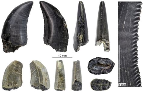 Dinosaur And Bird Fossils Reveal Diversity Of Prehistoric Patagonia