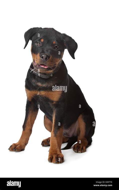 Rottweiler Cut Out Stock Images And Pictures Alamy