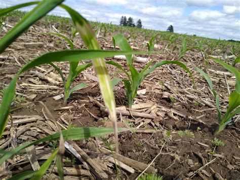 Indiana Corn And Soybeans Need Rain Brownfield Ag News