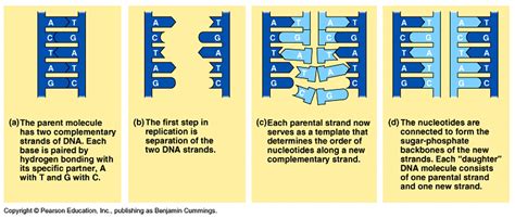 Dna And Dna Replication Notes Biology Mrs Mccomas