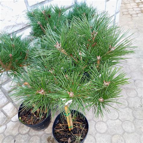 Pinus nigra Brepo Rasadnik Cvjetićanin