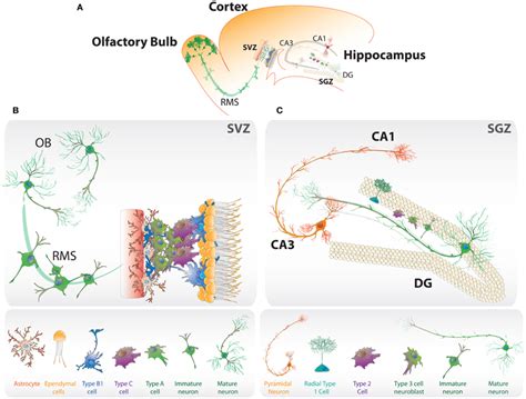 Frontiers Wnt Signaling In The Regulation Of Adult Hippocampal