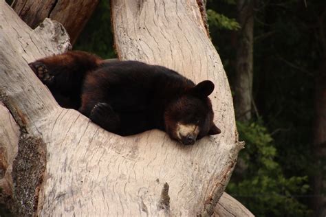 Camping And Bear Safety In Mammoth Lakes ASO Mammoth