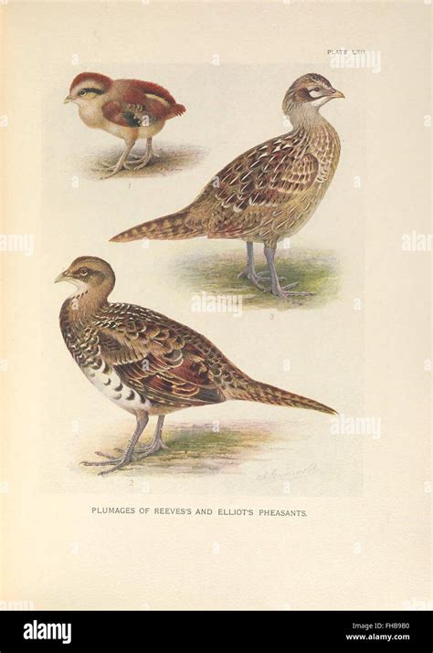 Pheasants Antique Drawing Hi Res Stock Photography And Images Alamy