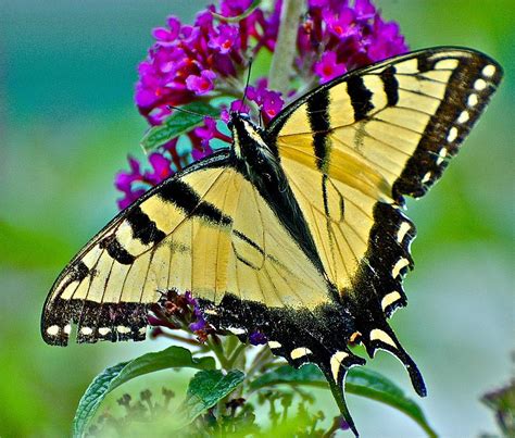 Black And Yellow Butterfly Photograph By Danielle Sigmon