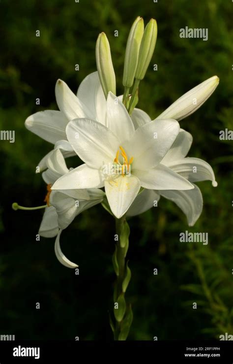 Madonna Lily (LILIUM CANDIDUM), Madonna Lily Stock Photo - Alamy