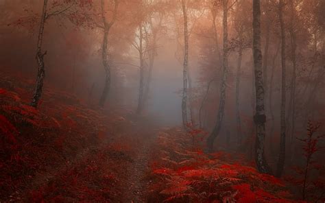 HD wallpaper: fall, forest | Wallpaper Flare