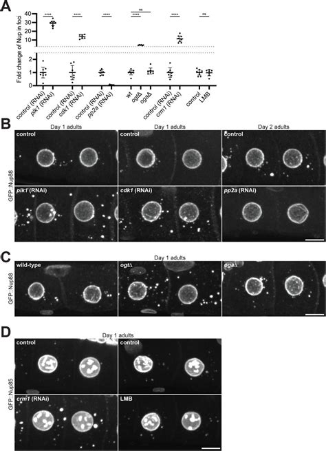 Multiple Mechanisms Prevent Ectopic Condensation Of Fg Nucleoporins In