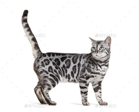 Side View Of A Silver Bengal Cat Standing Looking Back Isolated On