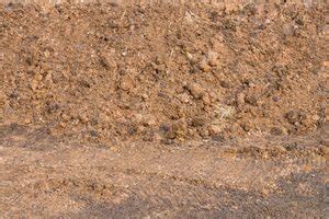 What To Know About Sandy Soil for Your Garden | The Family Handyman