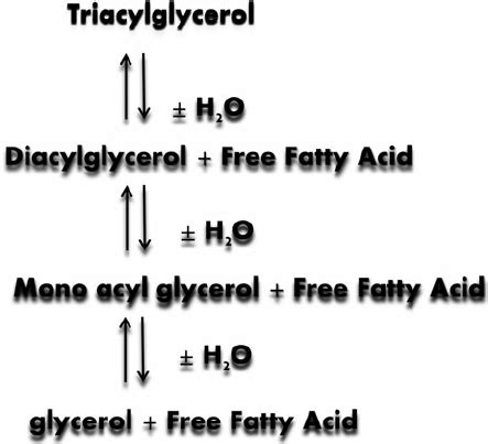 Schematic representation of lipase reaction | Download Scientific Diagram