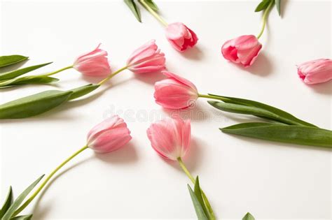 Pink Tulips on White Background Close Up As Wallpaper Stock Photo ...