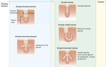 Tubular, Alveolar & Acinar Glands | Overview & Function - Lesson | Study.com