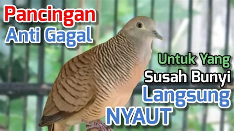 PERKUTUT LOKAL GACOR SUARA BESAR PANCINGAN ANTI GAGAL UNTUK PERKUTUT