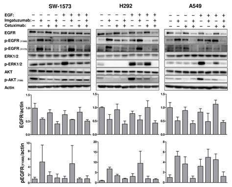 Western Blot Analysis Of The Effect Of Hours Anti Egfr Monoclonal