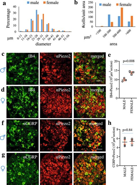 Sex Differential Expression Of Piezo2 In Subtypes Of Drg Neurons A The