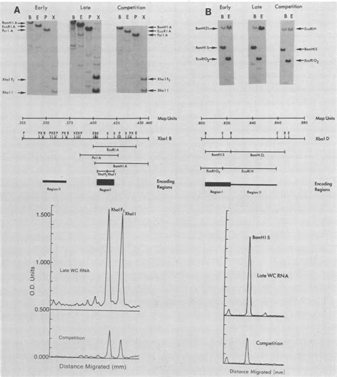 Southern Blots Of 32p Labeled Early Or Late Whole Cell Rna Hybridized