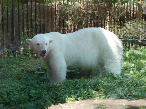 The Online Zoo - Polar Bear