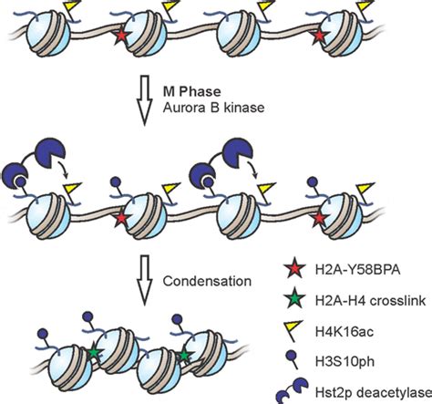 Histones At The Crossroads Of Peptide And Protein Chemistry Chemical