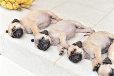 Premium Photo | Cute puppies pug sleeping together in front of house after eat feed