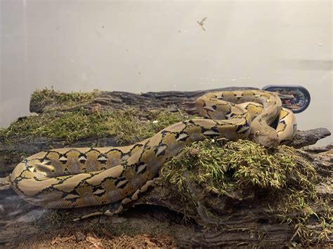 retic   months   ive    research