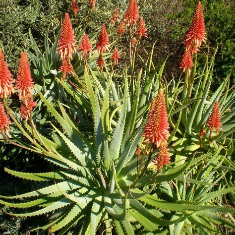 Aloe Arborescens Or Krantz Aloe A Spectacular Succulent Tree Plant