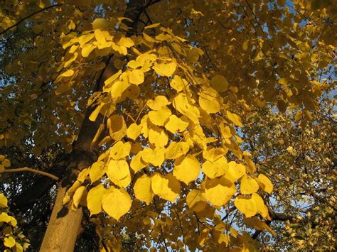 American Linden Basswood Kelly Tree Farm