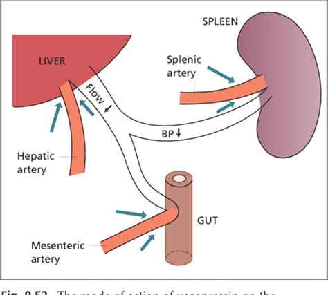 The Hepatic Artery Portal Venous System And Portal Hypertension The