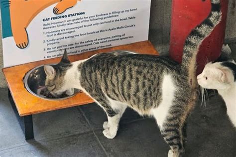 Shopping mall's stray cat feeding station wins admirers