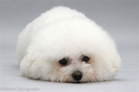 Bichon Frise Wallpapers - Wallpaper Cave