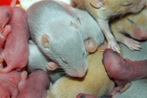 Bebés Ratón Ratones Domesticados Foto Premium