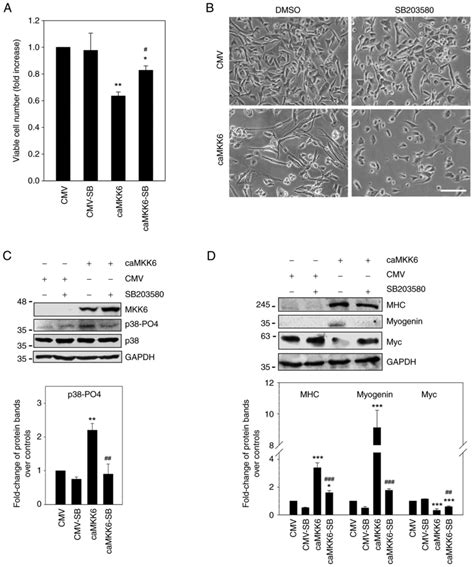 Anti‑oncogenic And Pro‑myogenic Action Of The Mkk6 P38 Akt Axis Induced By Targeting Mek Erk In