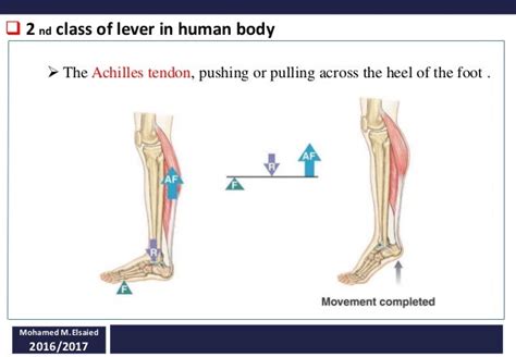 Levers In Human Body