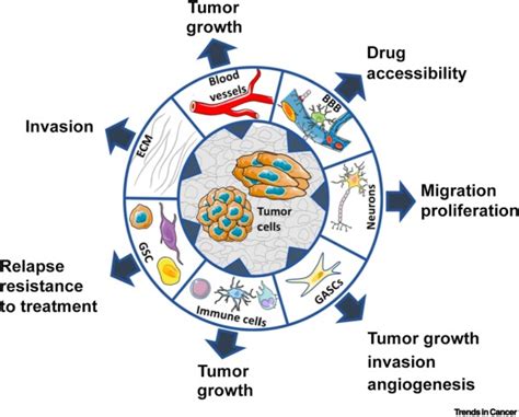 Challenges In Glioblastoma Research Focus On The Tumor