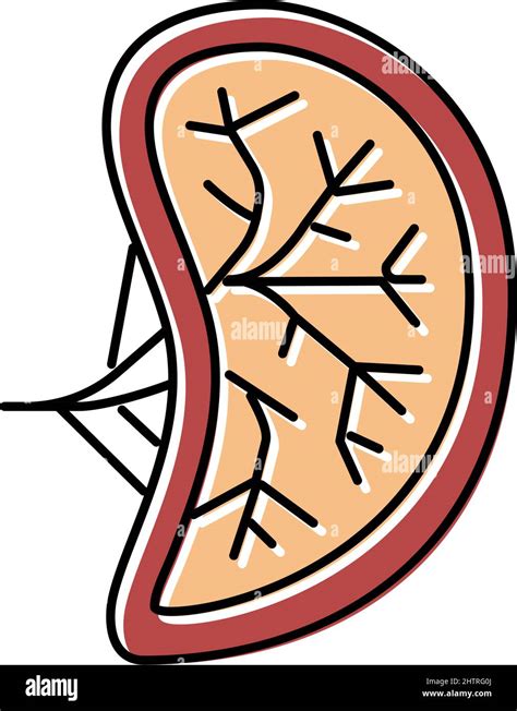 Spleen Human Organ Color Icon Vector Illustration Stock Vector Image