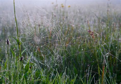 Spider Web In Dew - Stock Photos | Motion Array