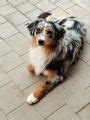 Australian Shepherd Welpen Monate Alt Mit Asca Papiere Impfung Chip