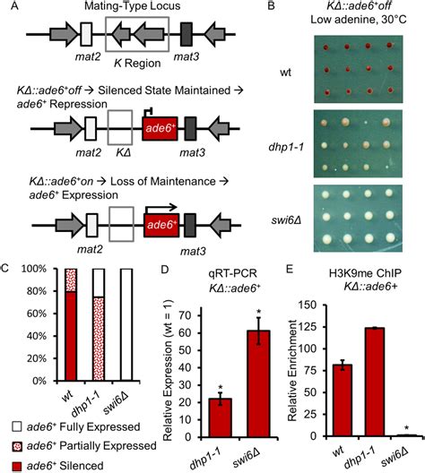 Dhp Is Required For Effective Heterochromatin Maintenance A A Map