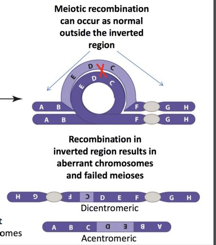 Genes Gene Discovery In Eukaryotes And Linkage Maps Flashcards Quizlet