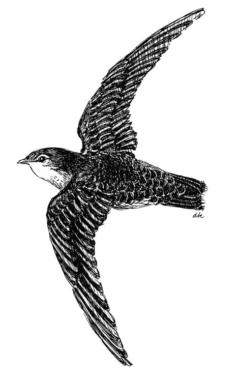 Chimney Swifts – Monitoring & Conservation Initiatives – Nature London