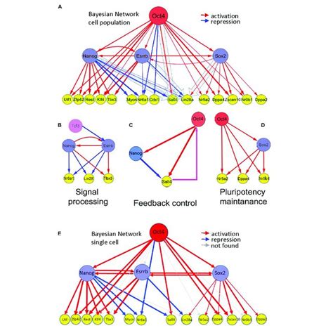 Hierarchy Of Pluripotency Gene Networks A A Bayesian Pluripotency