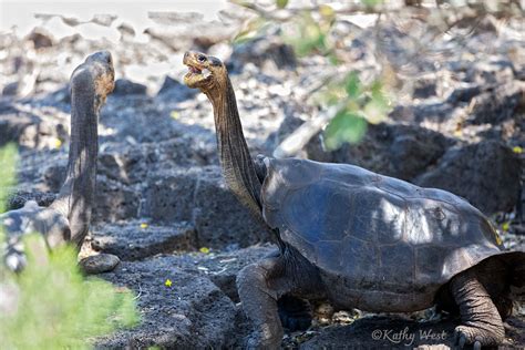 Galapagos Kathyweststudios