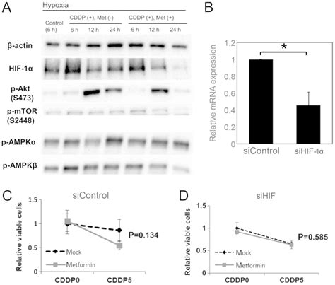 Metformin Attenuates Hypoxia‑induced Resistance To Cisplatin In The