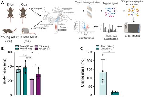 Natural Aging And Ovariectomy Induces Parallel Phosphoproteomic